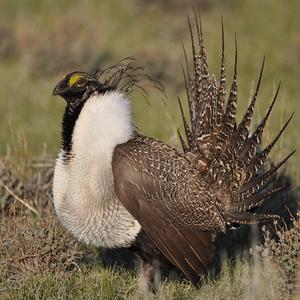 greater sage grouse