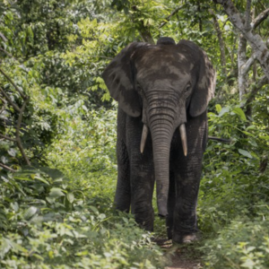 Forest_elephant