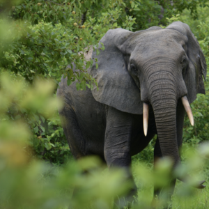 African_forest_elephant_Mole